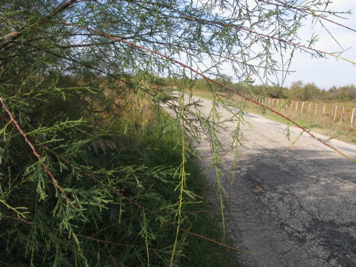 Camargue, id. - Tamarix sp.