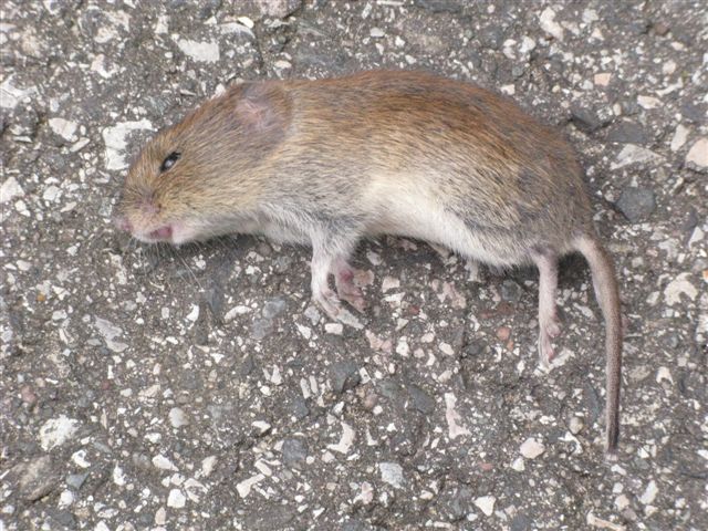 Microtus arvalis