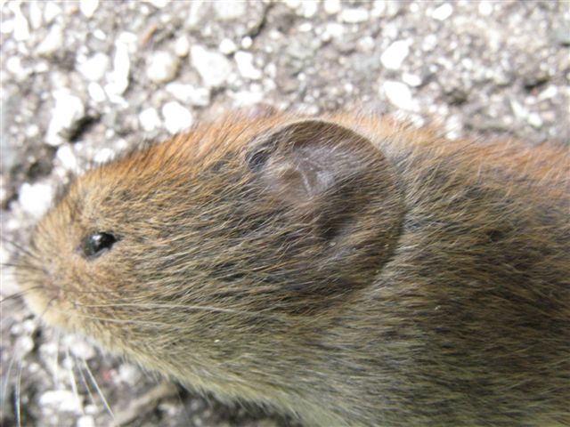 Microtus arvalis