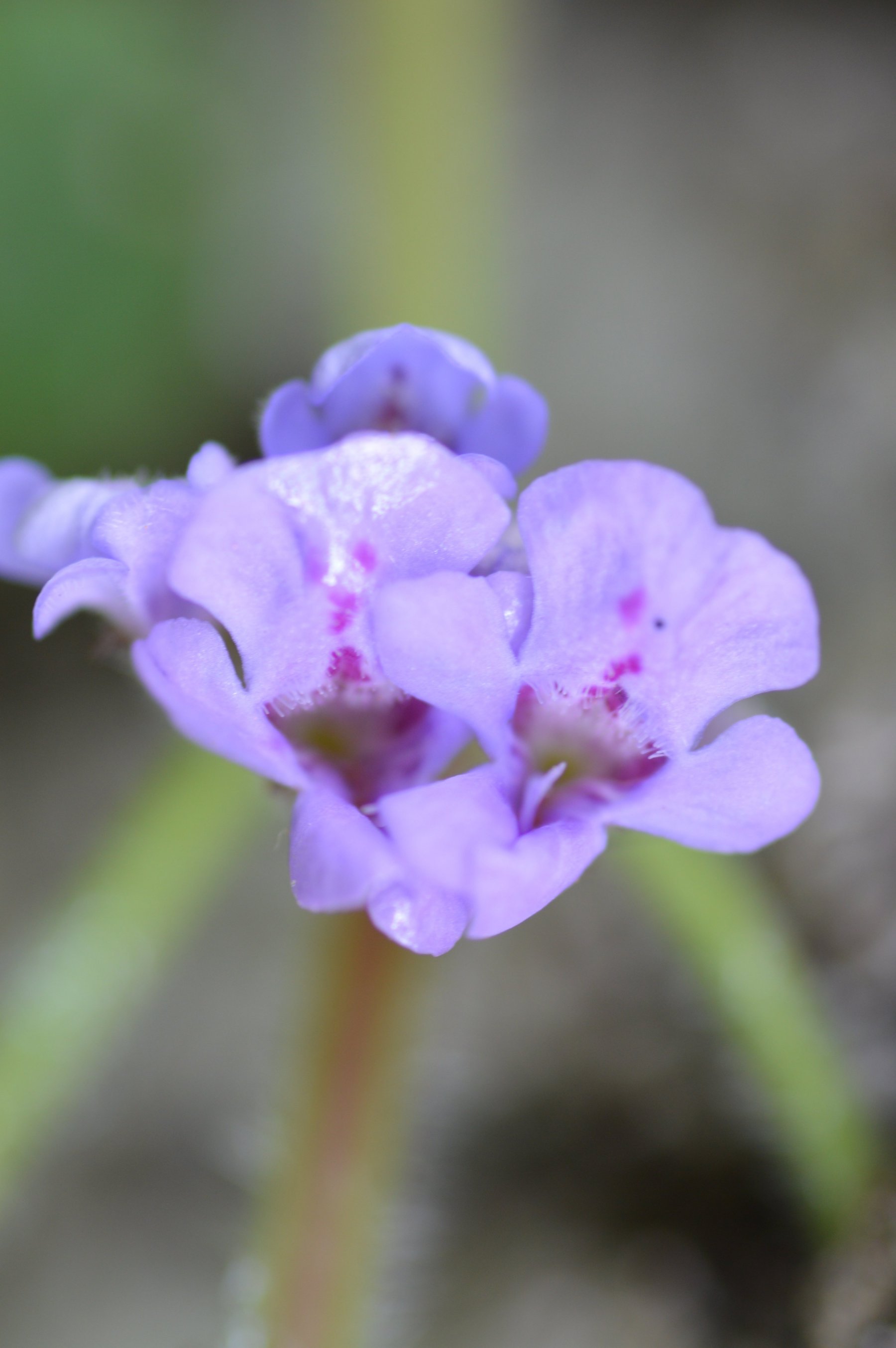 Glechoma hederacea