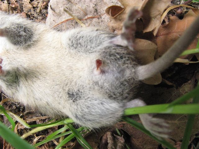 Microtus arvalis