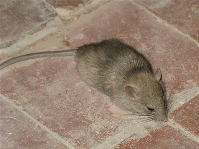 Rattus norvegicus? Rattus rattus - Colline piacentine