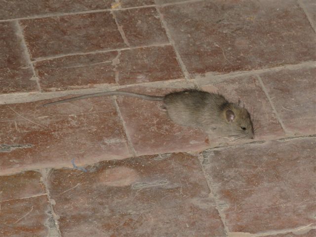 Rattus norvegicus? Rattus rattus - Colline piacentine