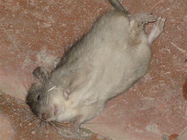 Rattus norvegicus? Rattus rattus - Colline piacentine