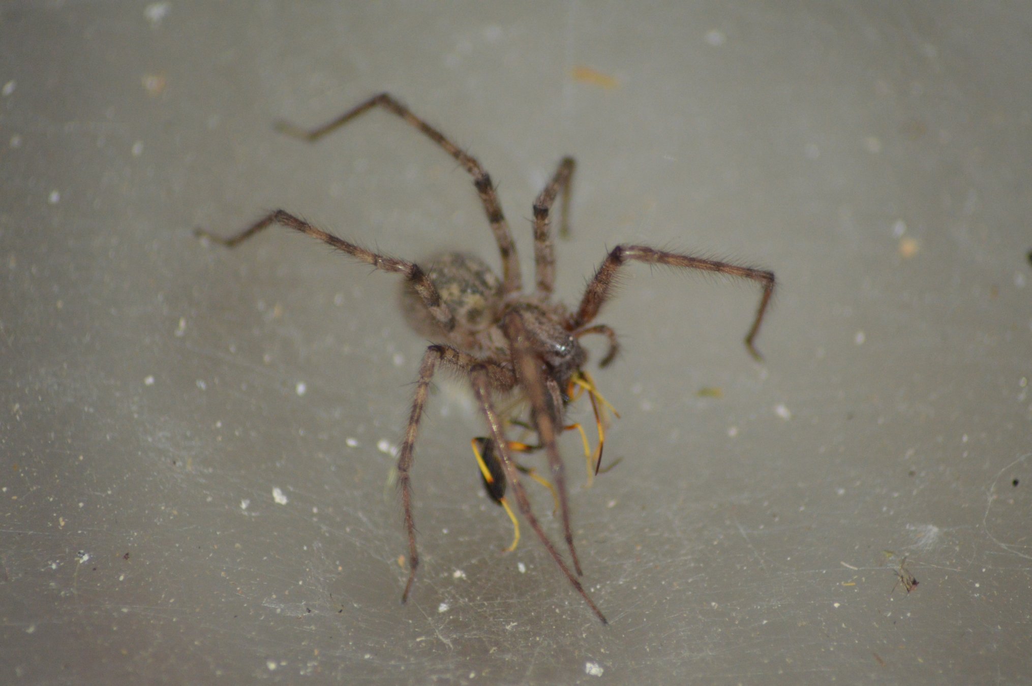 Tegenaria parietina preda imenottero - Ziano Piacentino (PC)