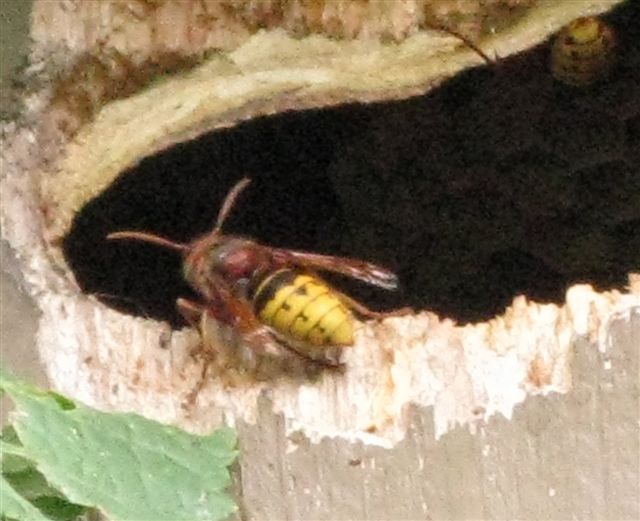 Vespe (Vespa crabro) in un nido artificiale