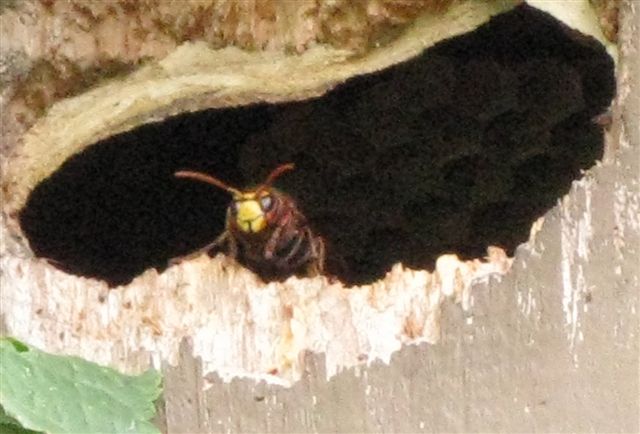 Vespe (Vespa crabro) in un nido artificiale