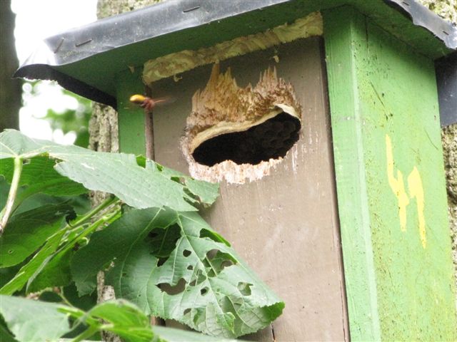 Vespe (Vespa crabro) in un nido artificiale