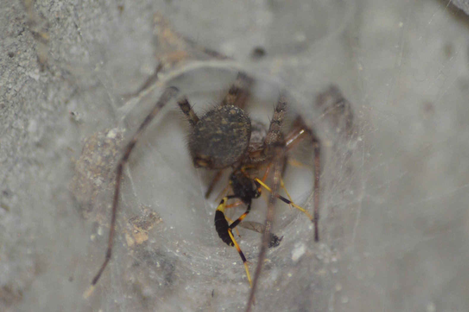 Tegenaria parietina preda imenottero - Ziano Piacentino (PC)