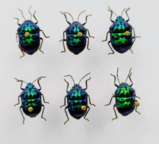 Help ID