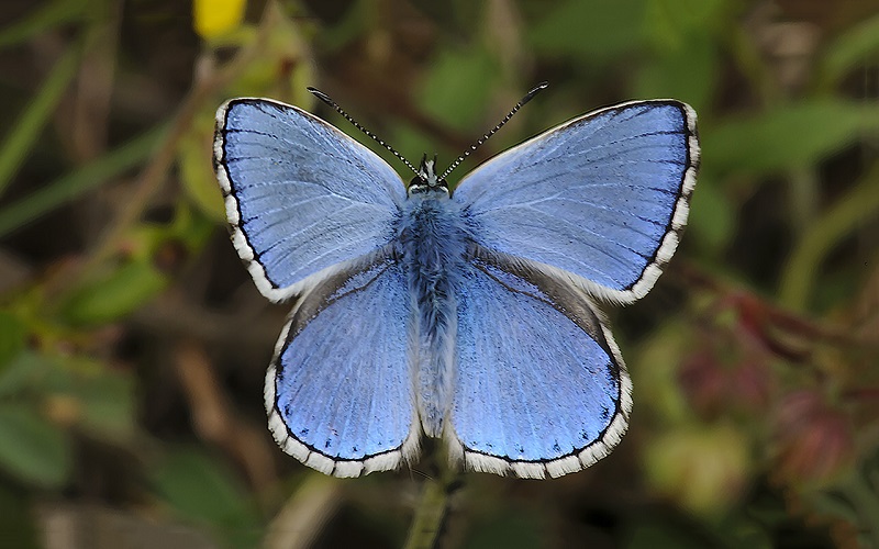 Piccola farfallina celeste - Polyommatus (Lysandra) bellargus