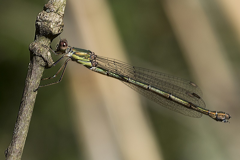 Chalcolestes sp., viridis o parvidens