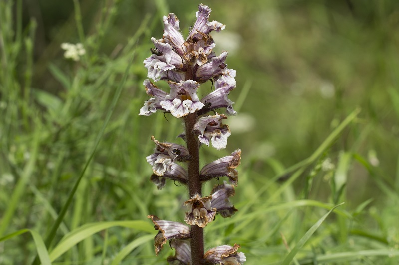 Orobanche crenata