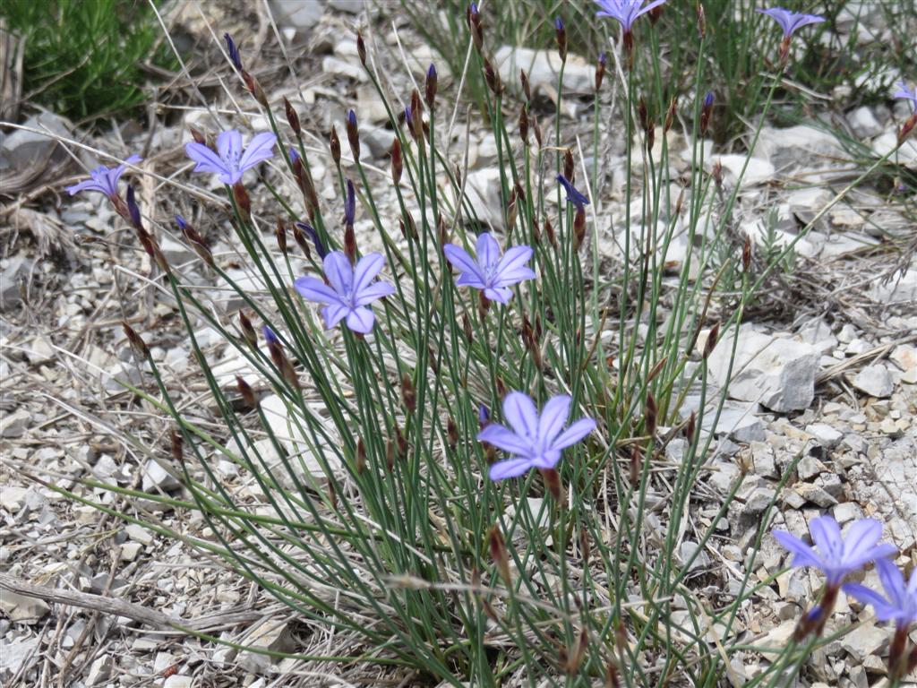 Aphyllanthes monspeliensis L. (Asparagaceae)