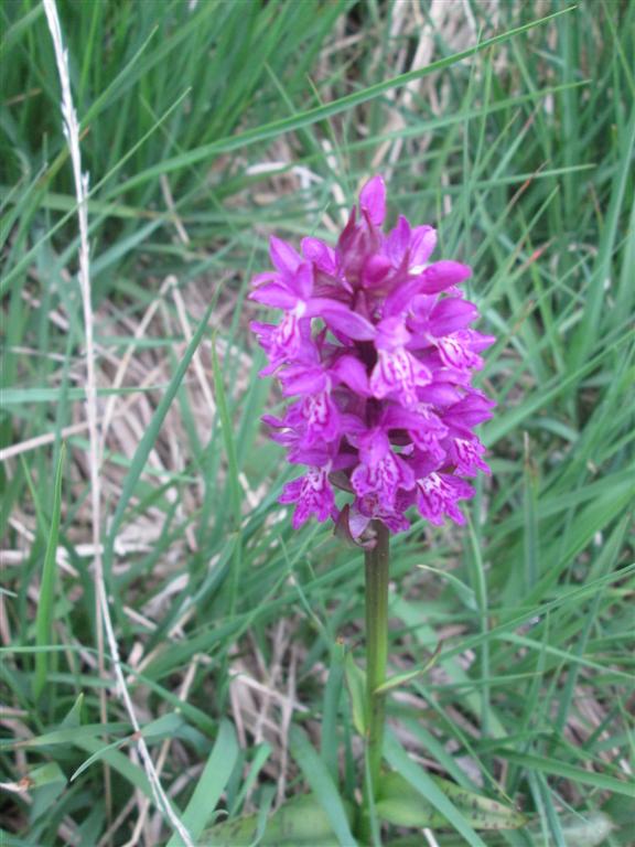 Orchidea da determinare