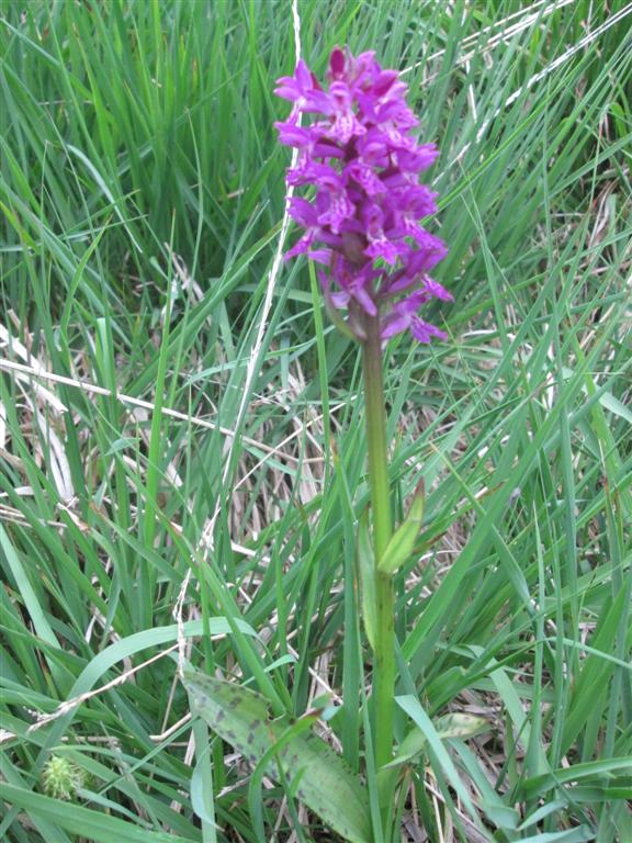 Orchidea da determinare