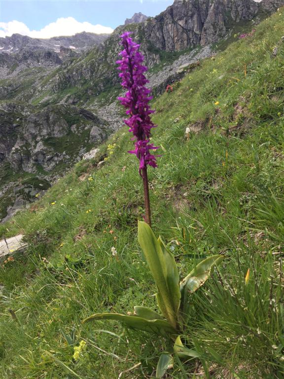 Orchis mascula