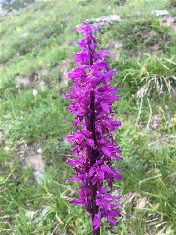 Orchis mascula