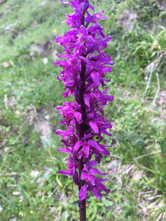 Orchis mascula