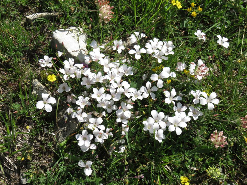 Linum cfr. suffruticosum