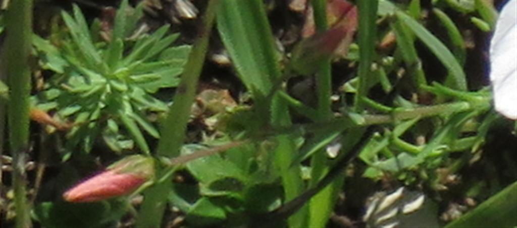 Linum cfr. suffruticosum