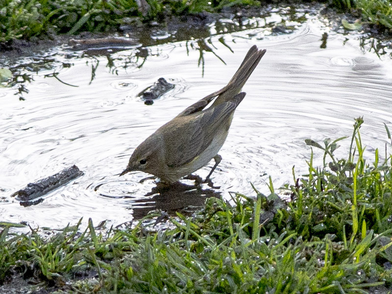 Lu piccolo (Phylloscopus collybita)