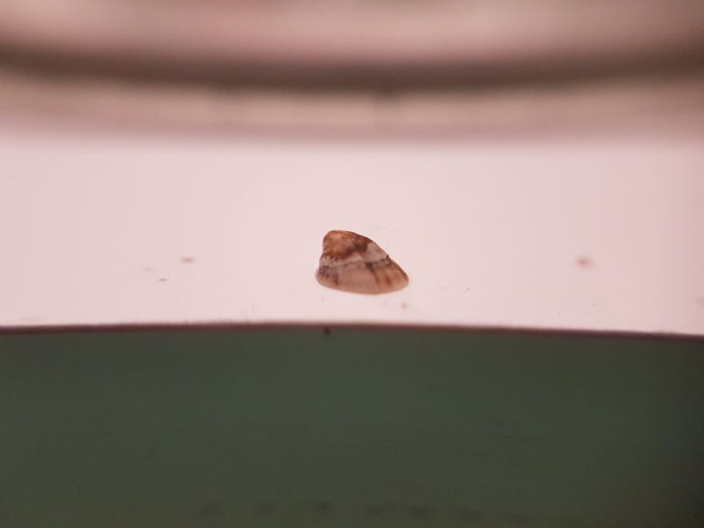 Patella juv ?