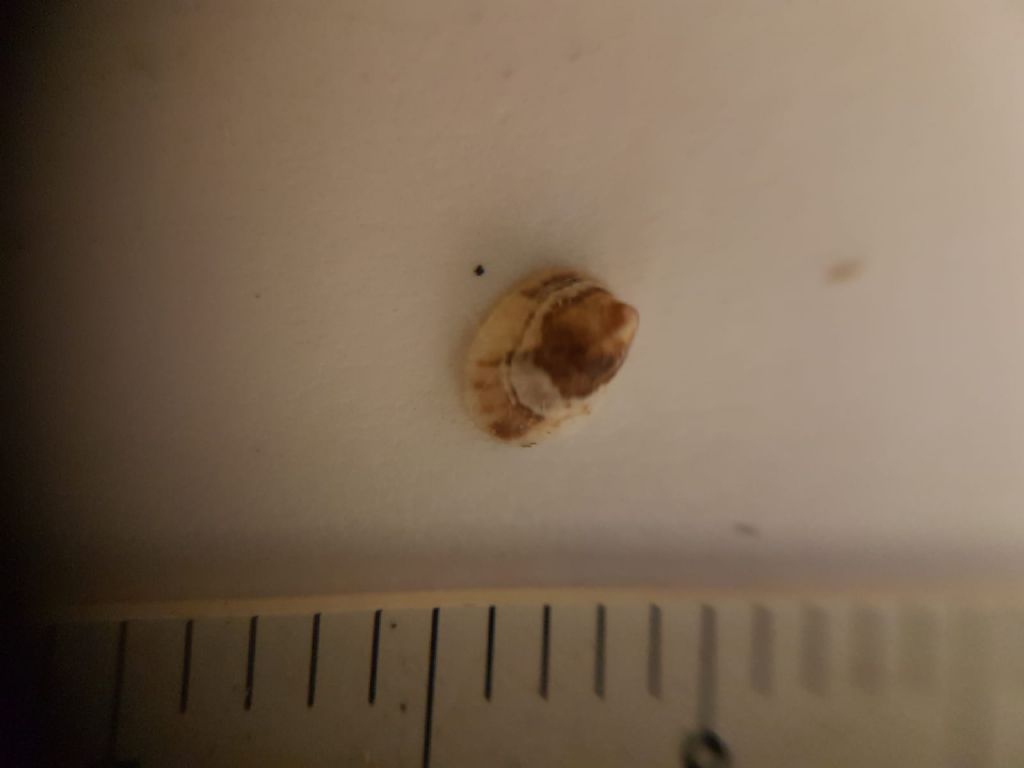 Patella juv ?