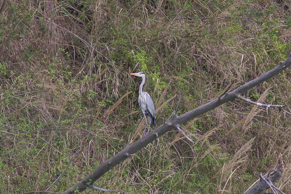 airone cinerino in abruzzo