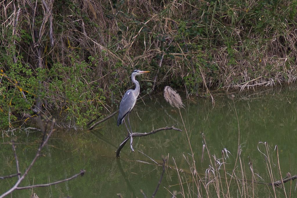 airone cinerino in abruzzo