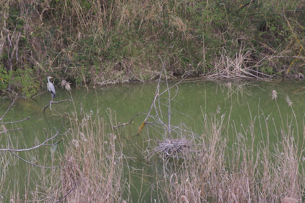 airone cinerino in abruzzo