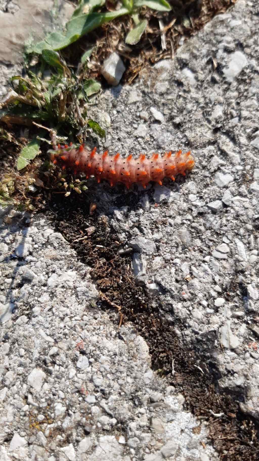 Larva di Zerynthia cassandra