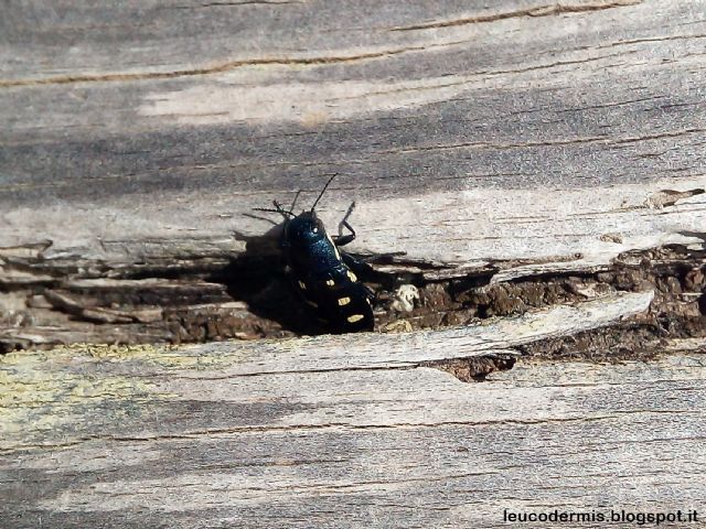 Buprestis novemmaculata? quasi... B. octoguttata