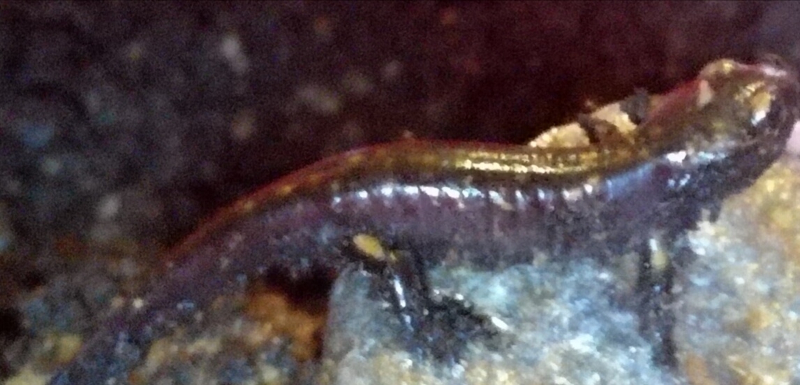 Salamandra Pezzata