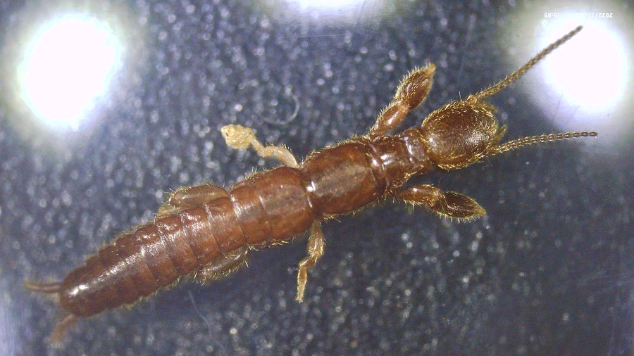 Embioptera