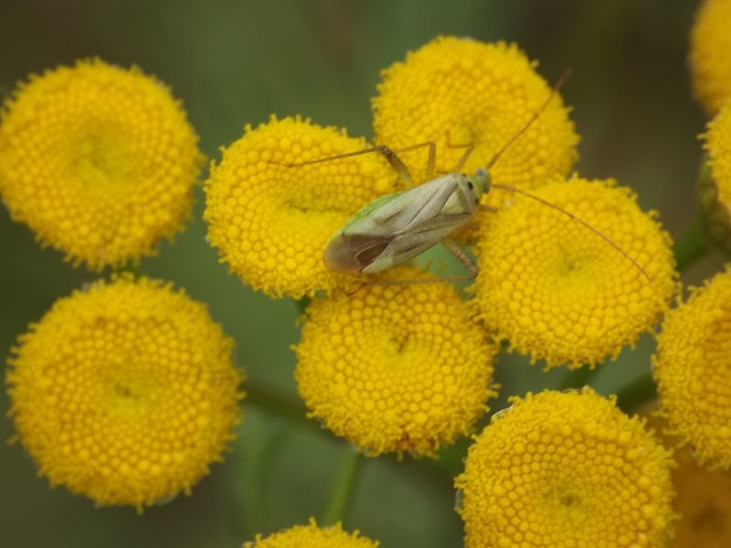 Is that Adelphocoris quadripunctatus? Yes