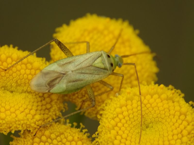 Is that Adelphocoris quadripunctatus? Yes