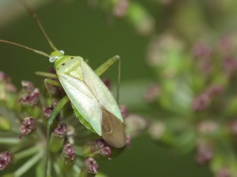 Is that Adelphocoris quadripunctatus? Yes