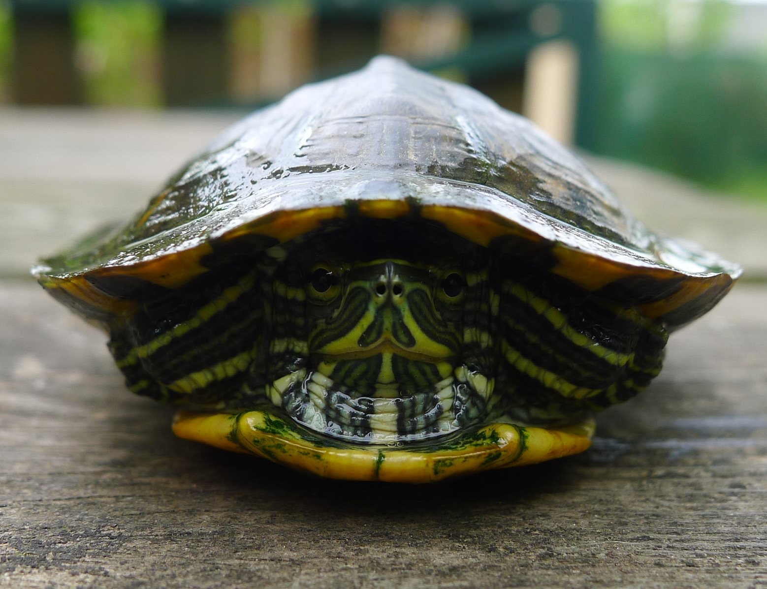 Trachemys spp.  della pianura modenese