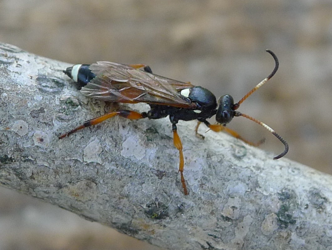 Vespina variopinta: forse, Ichneumon sarcitorius?