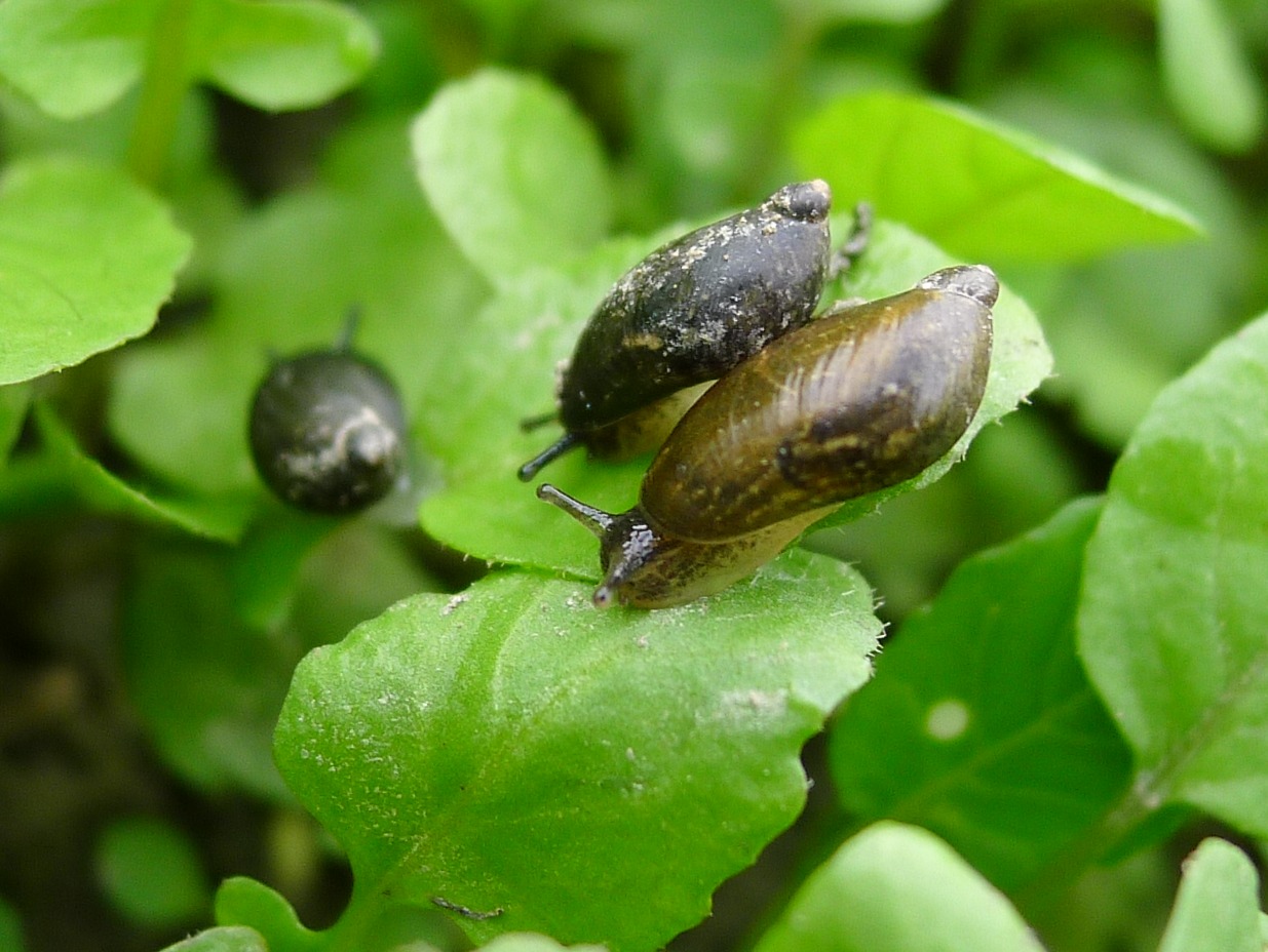 Accoppiamento Oxyloma
