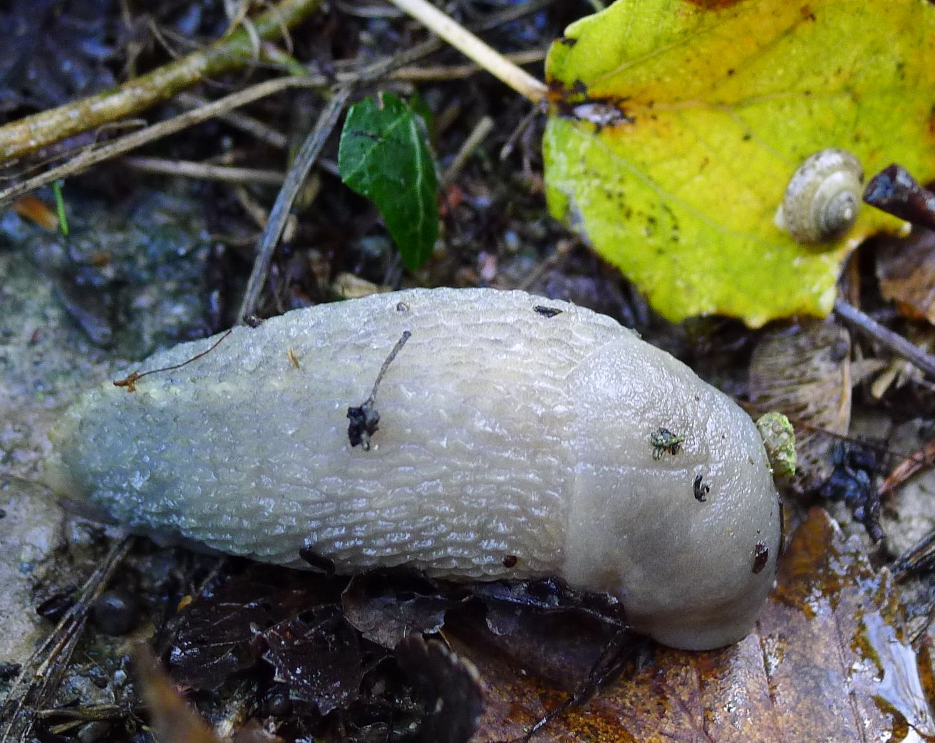 Un Limax con collembole da S. Giovanni in Croce (CR)