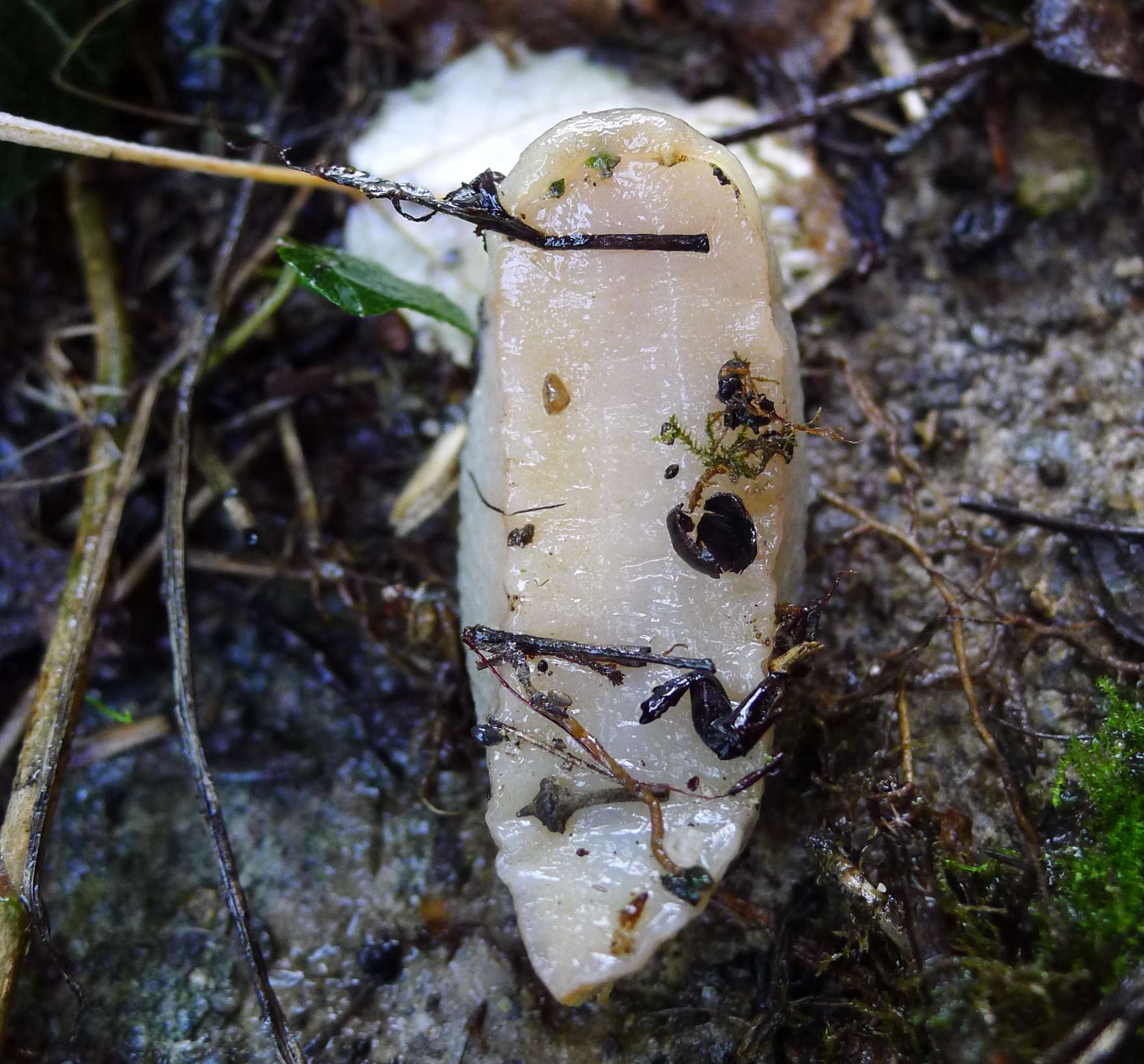 Un Limax con collembole da S. Giovanni in Croce (CR)