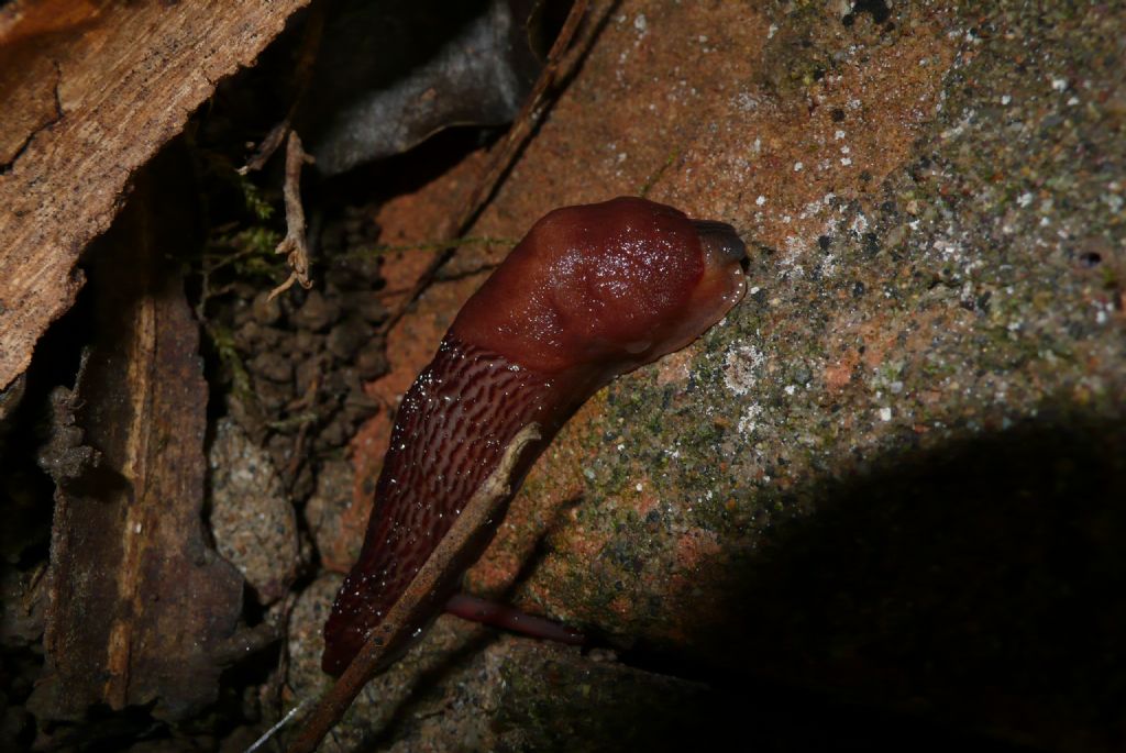 Limax dacampi da Romanengo (CR)