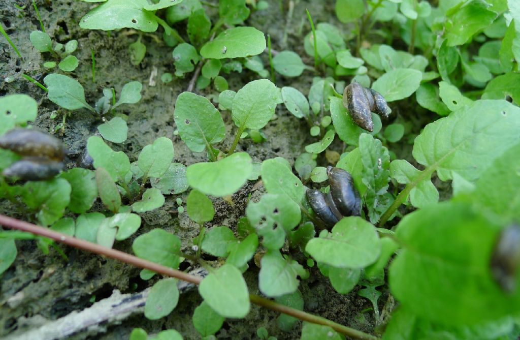 Accoppiamento Oxyloma