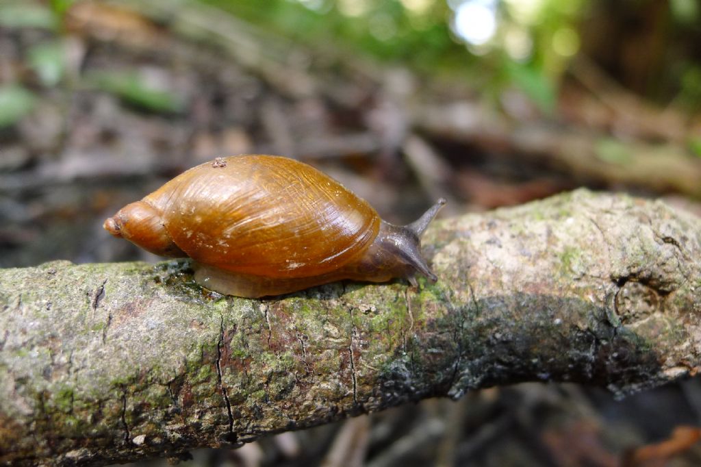 Accoppiamento Oxyloma
