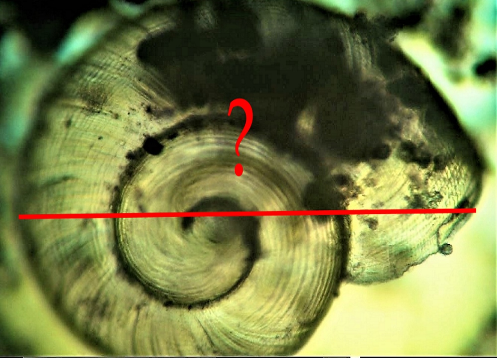 curiosit: guscio di chiocciola microscopica circa 150 ingrandimenti