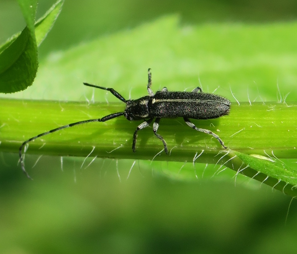 Agapanthia cardui (Cerambycidae)