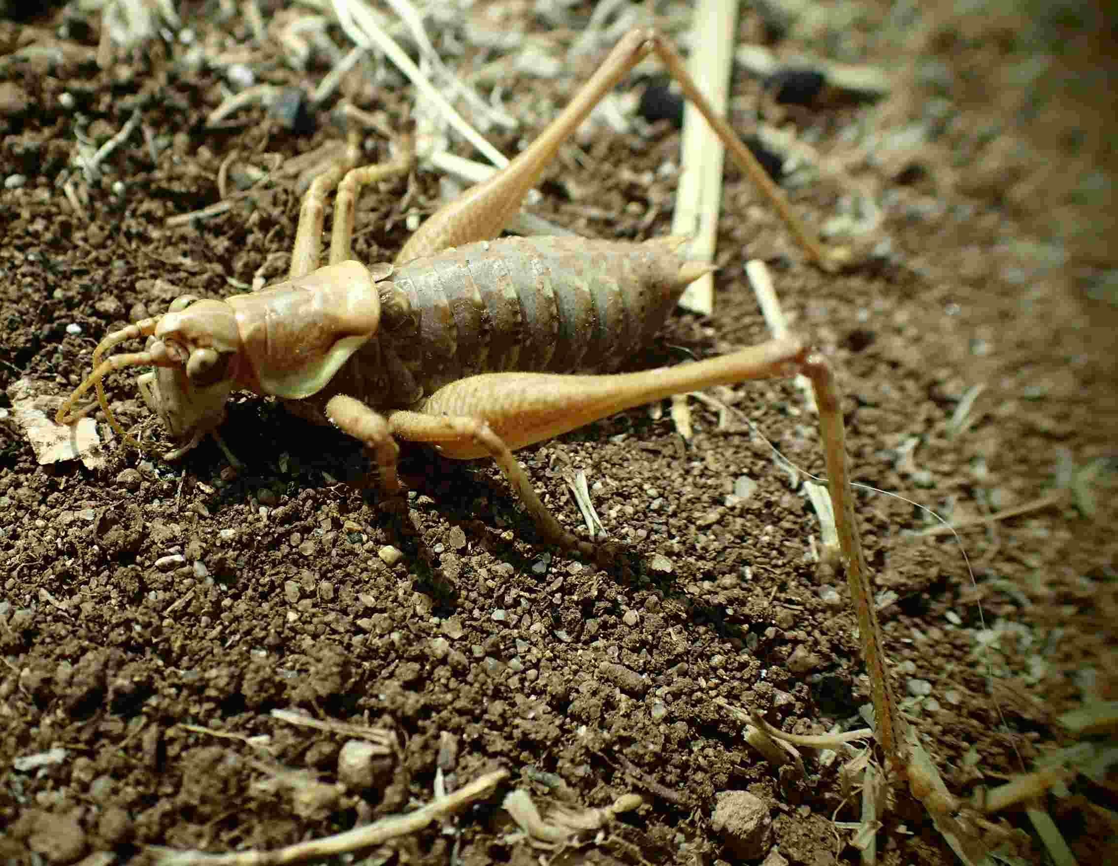 Chopardius pedestris (Tettigoniidae) vittima di Sphex funerarius