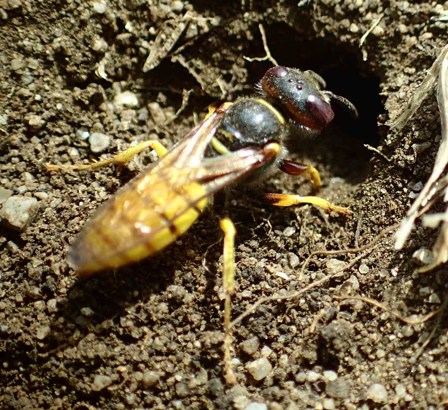 Scavatrice sula Pietra....Phylanthus triangulum, femmina (Crabronidae)